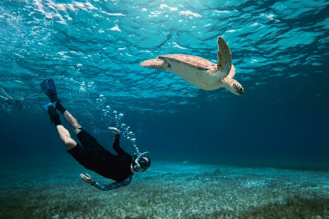 Snorkel with Turtles